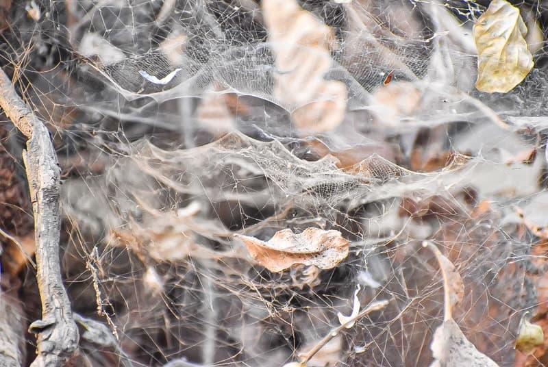 Cycles of Shelter — frame 2