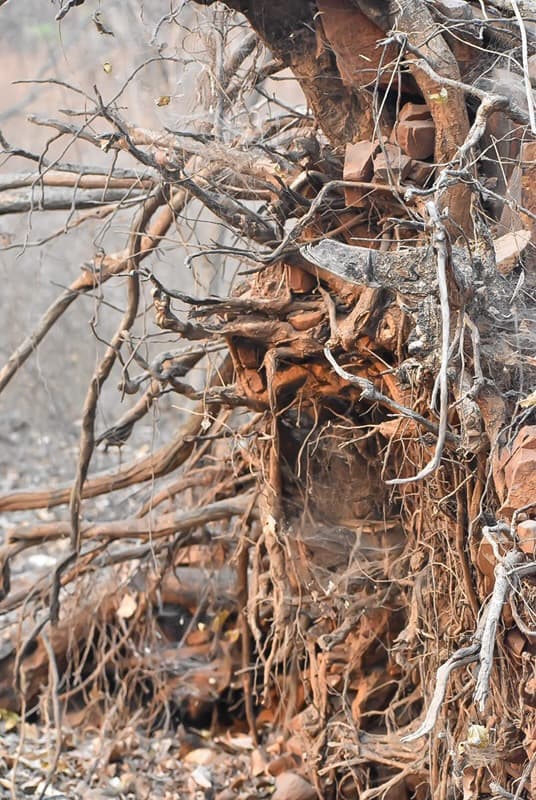 Cycles of Shelter — frame 3