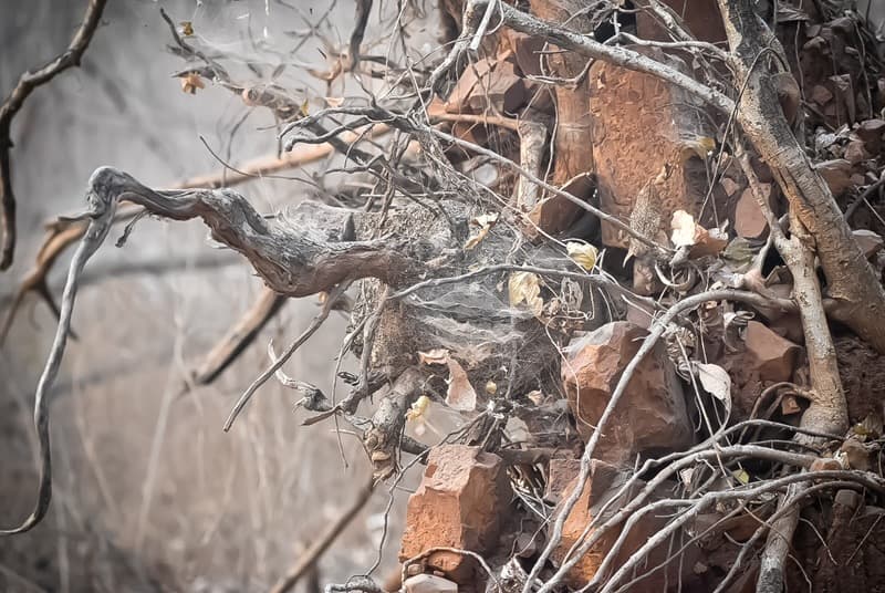 Cycles of Shelter — frame 1